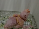 點選圖片可放大