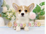 柯基幼犬-樂芙幼犬寵物犬舍