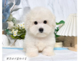 比熊犬:比熊幼犬-樂芙幼犬寵物犬舍