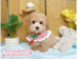 奶油貴賓:奶油貴賓幼犬-樂芙幼犬寵物犬舍
