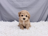 頂級比熊幼犬/泰迪熊幼犬(可現金分期/可刷卡)