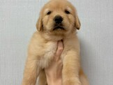 頂級寵物店-黃金獵犬