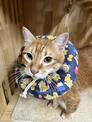 點選圖片可放大