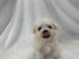 比熊犬爆毛 (也有泰迪比熊)泰迪熊~ 超便宜16800起~台南寵物店