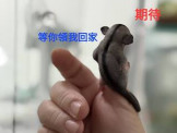 點選圖片可放大