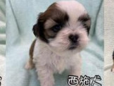 點選圖片可放大