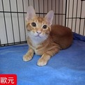 點選圖片可放大