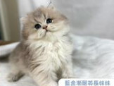 點選圖片可放大