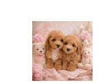 馬爾泰迪 金府城名犬舍 佳里寵物店