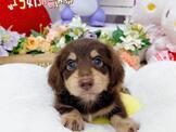 長毛臘腸犬：聰明活潑長毛臘腸-小蘋果寵物犬舍