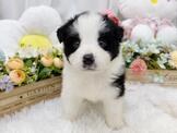 點選圖片可放大