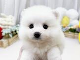 狐狸犬：雪白蓬鬆狐狸犬-小蘋果寵物犬舍