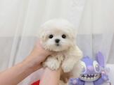 瑪爾濟斯：蘋果臉瑪爾濟斯-小蘋果寵物犬舍
