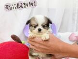 點選圖片可放大