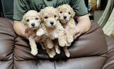 超Q~奶油貴賓幼犬(3公)
