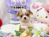 吉娃娃：小巧可愛吉娃娃-小蘋果寵物犬舍
