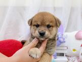 柴犬：日系圓臉柴犬-小蘋果寵物犬舍