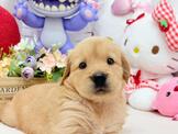 暖暖家庭犬~黃金獵犬~小蘋果寵物犬舍