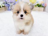 柯基犬：短腿機靈柯基-小蘋果寵物犬舍