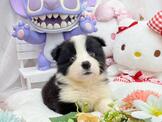 邊境(界)牧羊犬：高智商邊境牧羊犬-小蘋果寵物犬舍