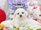 比熊犬：爆毛蓬鬆比熊-小蘋果寵物犬舍