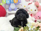 黑貴賓：泰迪貴賓幼犬-小蘋果寵物犬舍