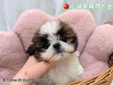 點選圖片可放大