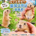 點選圖片可放大