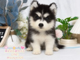 哈士奇幼犬-樂芙幼犬寵物犬舍