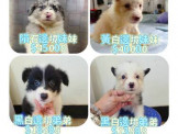 點選圖片可放大