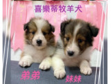 喜樂蒂:可愛 超稀有 喜樂蒂
