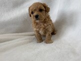 瑪爾泰迪幼犬 / 瑪爾貴賓 / 多隻可挑選