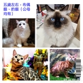 點選圖片可放大
