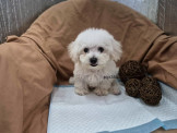 比熊犬：幼～比熊犬～～