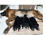 漂亮德國狼犬幼犬(國慶寶寶~公母都有)