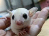 蜜袋鼯：新北市白色幼公蜜可愛乖巧手養中