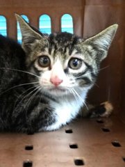 米克斯：宜蘭縣流浪動物中途之家｜虎斑白 混種貓（未知）認養｜1151744