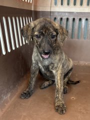 米克斯：彰化縣流浪狗中途之家臨時收容所｜虎斑 混種犬（母）認養｜GAAAG1151015008