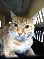 米克斯：宜蘭縣流浪動物中途之家｜黃 混種貓（未知）認養｜1151697