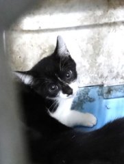 米克斯：宜蘭縣流浪動物中途之家｜黑白 混種貓（未知）認養｜1151740