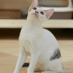 米克斯：新北市瑞芳區公立動物之家｜虎斑白 混種貓（公）認養｜AAAGG1151015002