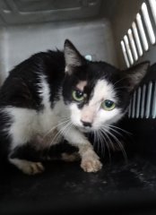 米克斯：宜蘭縣流浪動物中途之家｜黑白 混種貓（未知）認養｜1151698