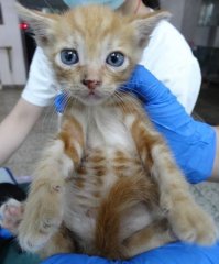 米克斯：宜蘭縣流浪動物中途之家｜黃 混種貓（未知）認養｜1151699