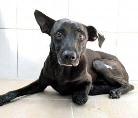 米克斯：新竹縣動物保護教育園區｜黑 混種犬（母）認養｜DAAAG1151014002