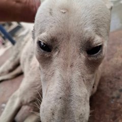 米克斯：臺南市動物之家善化站｜白 混種犬（母）認養｜S151014-05