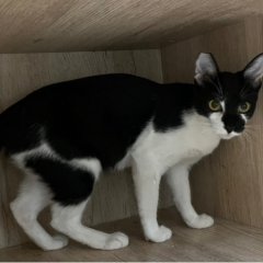點選圖片可放大