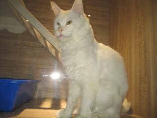 點選圖片可放大