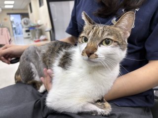 米克斯：桃園市動物保護教育園區｜虎斑白 混種貓（母）認養｜CAAAG1151009002