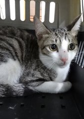 米克斯：宜蘭縣流浪動物中途之家｜虎斑白 混種貓（未知）認養｜1151745