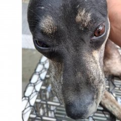 米克斯：臺南市動物之家善化站｜黑 混種犬（母）認養｜S151014-03